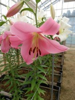 [4442 PO38 Massarossa No02.JPG]